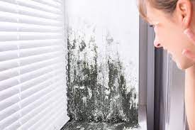 Role of Ventilation in Mold Prevention