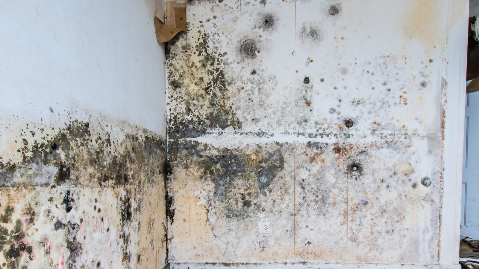 Mold Damage Restoration Near At in Vancouver., OR