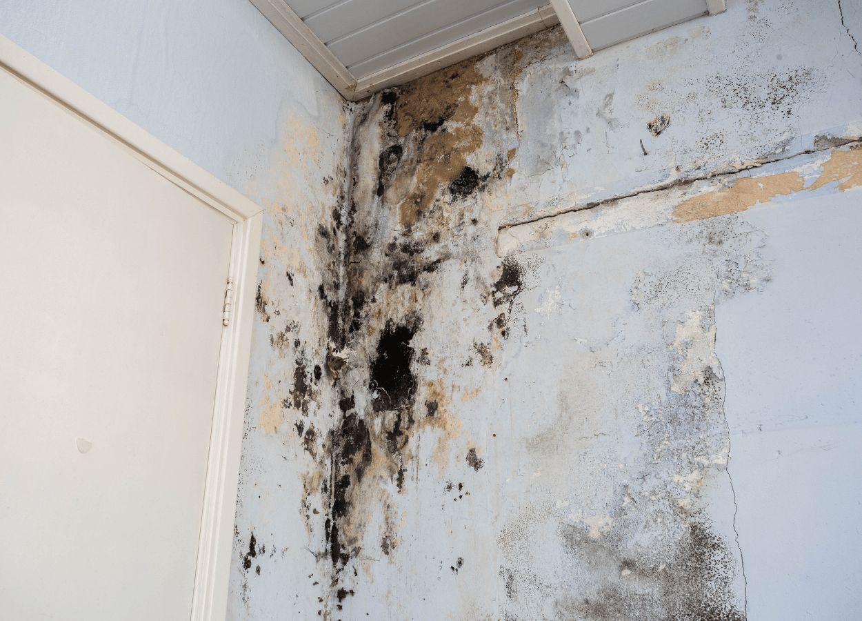 Mold Damage Restoration Near At in Vancouver. OR