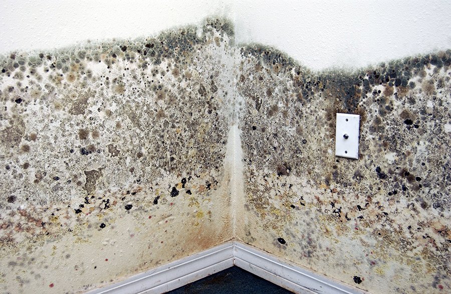 Mold Damage Restoration Near You in Vancouver. OR