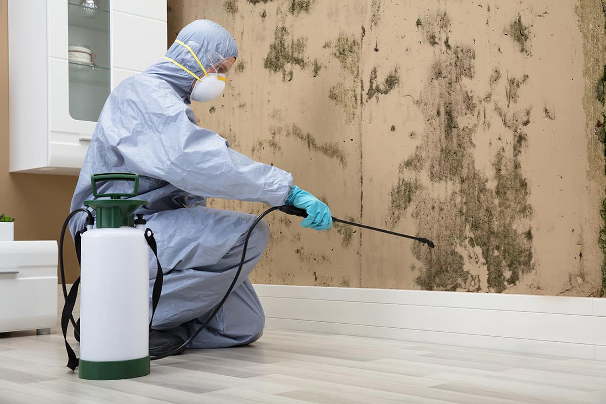 Mold Damage Services in Portland, OR